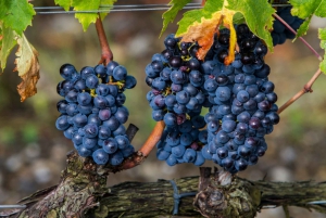 From Civitavecchia: Tuscany-Latium Wine Tour with Tastings