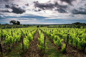 From Civitavecchia: Tuscany-Latium Wine Tour with Tastings