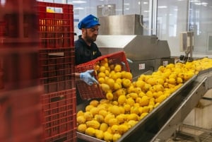 Fra Rom: Det bedste af Pompeji med guidet tur og dagstur til Sorrento