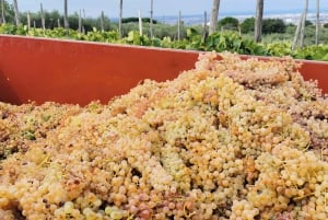 Da Roma: Tour di mezza giornata del vino di Frascati con pranzo in agriturismo