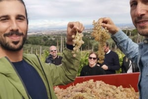 Da Roma: Tour di mezza giornata del vino di Frascati con pranzo in agriturismo