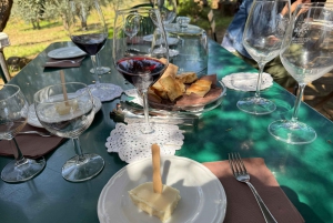 From Rome: Frascati Wine Tour with Lunch and Vineyard tour