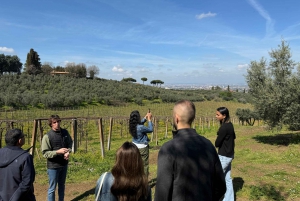 From Rome: Frascati Wine Tour with Lunch and Vineyard tour