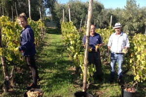 Z Rzymu: Półdniowa wycieczka po winiarni Frascati z lunchem na farmie