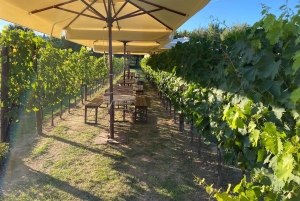 Fra Rom: Siena og S. Gimignano, Toscana Vin Endagstur