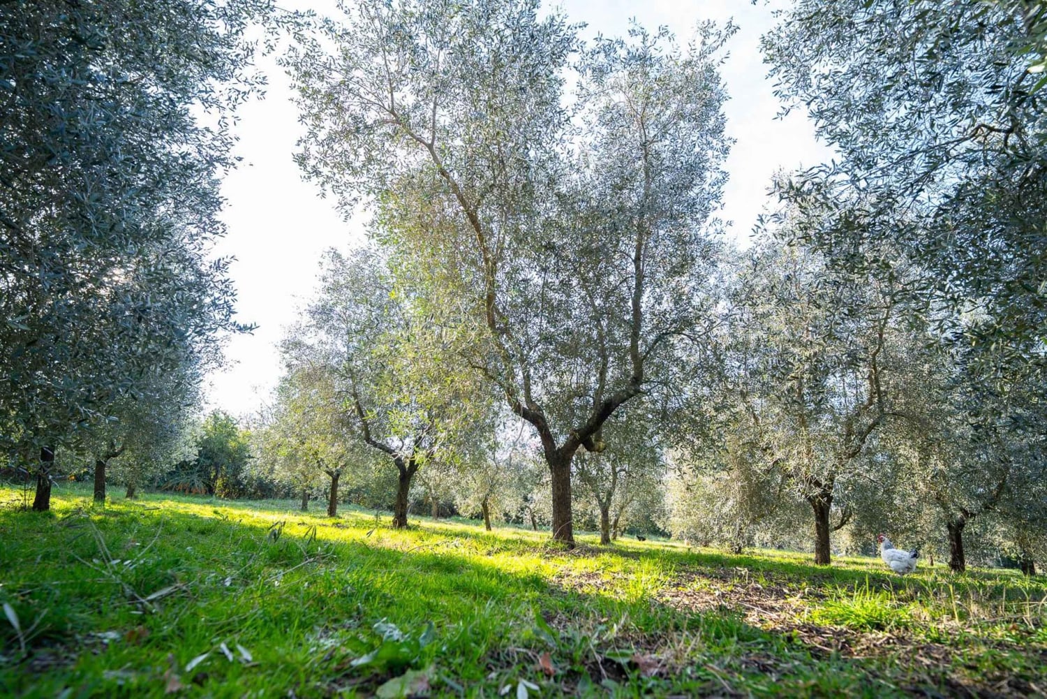Fra Roma: Termiske kilder, lunsj på gård og dagstur til landsby