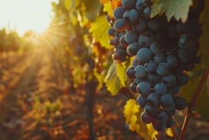 Da Roma: Colline toscane, degustazione di vini e pranzo a Montepulciano