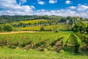 Da Roma: Colline toscane, degustazione di vini e pranzo a Montepulciano