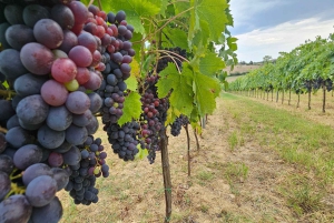 From Rome: Tuscany, Montepulciano Tour with Wine & Lunch