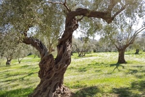 Roomasta: Villa d'Este ja Hadrianuksen huvila -kierros lounaalla.