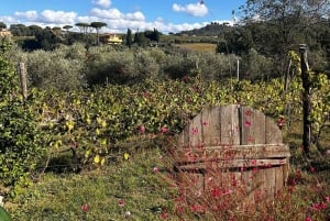 Vanuit Rome: wijnproeverij & lunch op de boerderij in de wijngaard