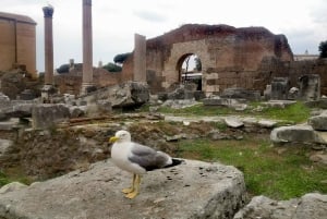 Visite guidée du Forum romain et de la colline du Palatin