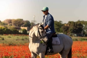 Horse Sanctuary in Rome