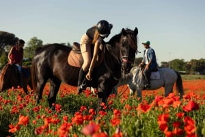 Horse Sanctuary in Rome