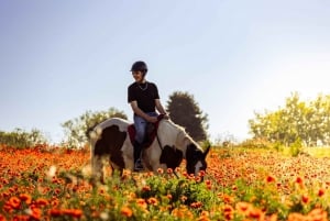 Horse Sanctuary in Rome