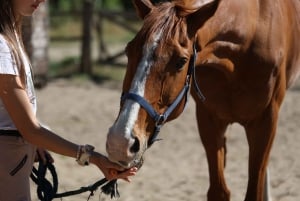 Horse Sanctuary in Rome