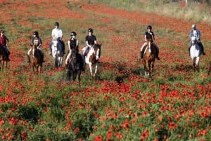 Horse Sanctuary in Rome