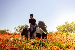 ローマの馬の保護施設