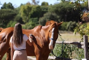 ローマの馬の保護施設