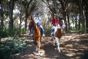 ローマの馬の保護施設