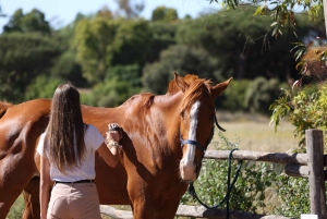 Hevosten suojelualue Roomassa