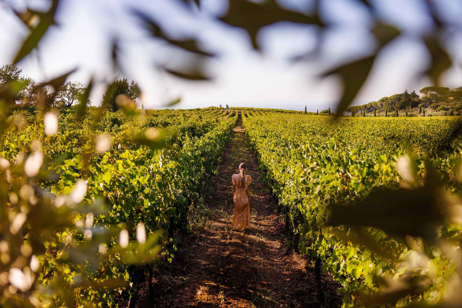 Disfruta de la campiña romana: cata de vino exclusiva