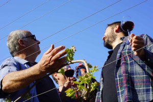 Disfruta de la campiña romana: cata de vino exclusiva