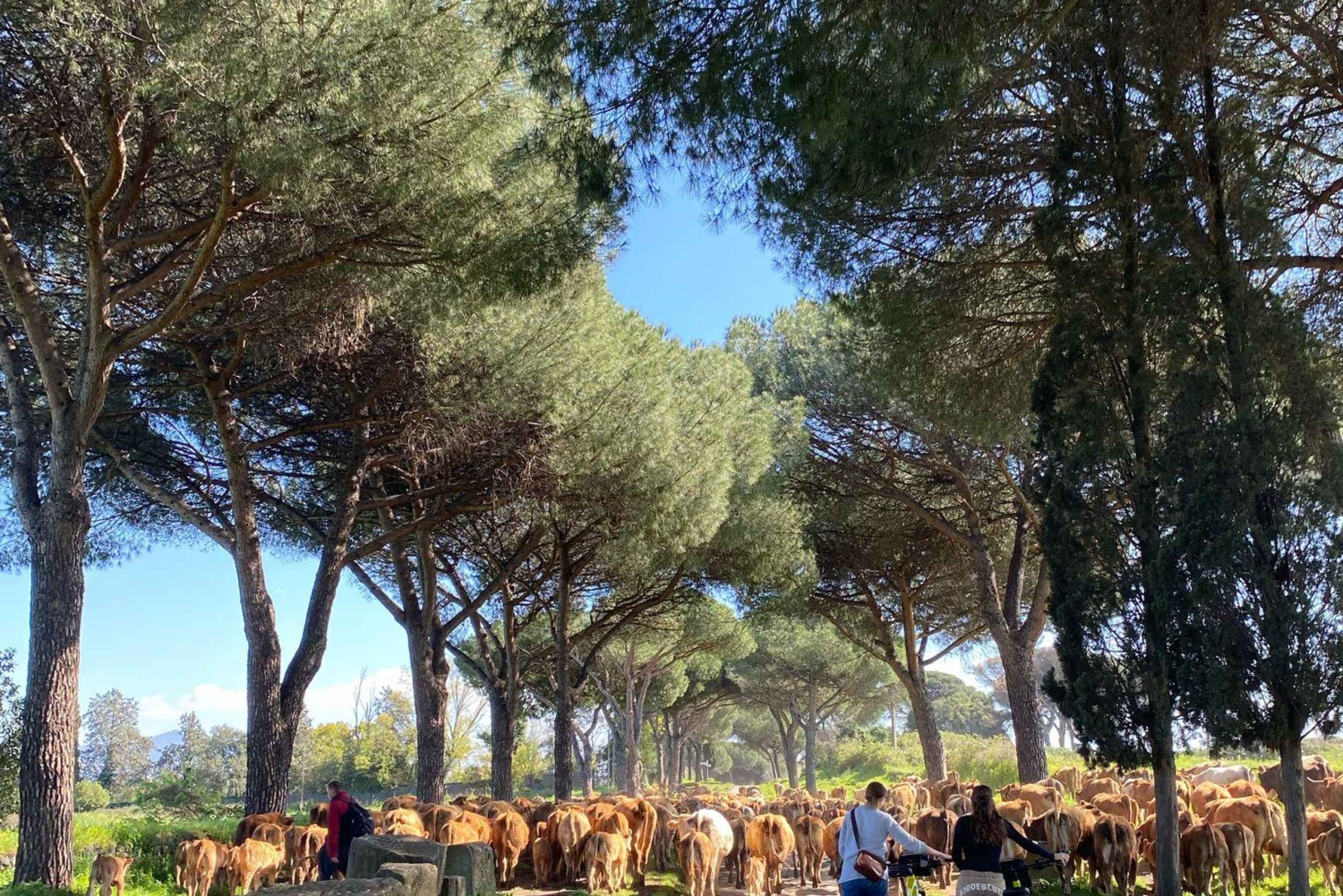 Rom: Via Appia, Katakomben & Aquädukte mit dem E-Bike + Transfer