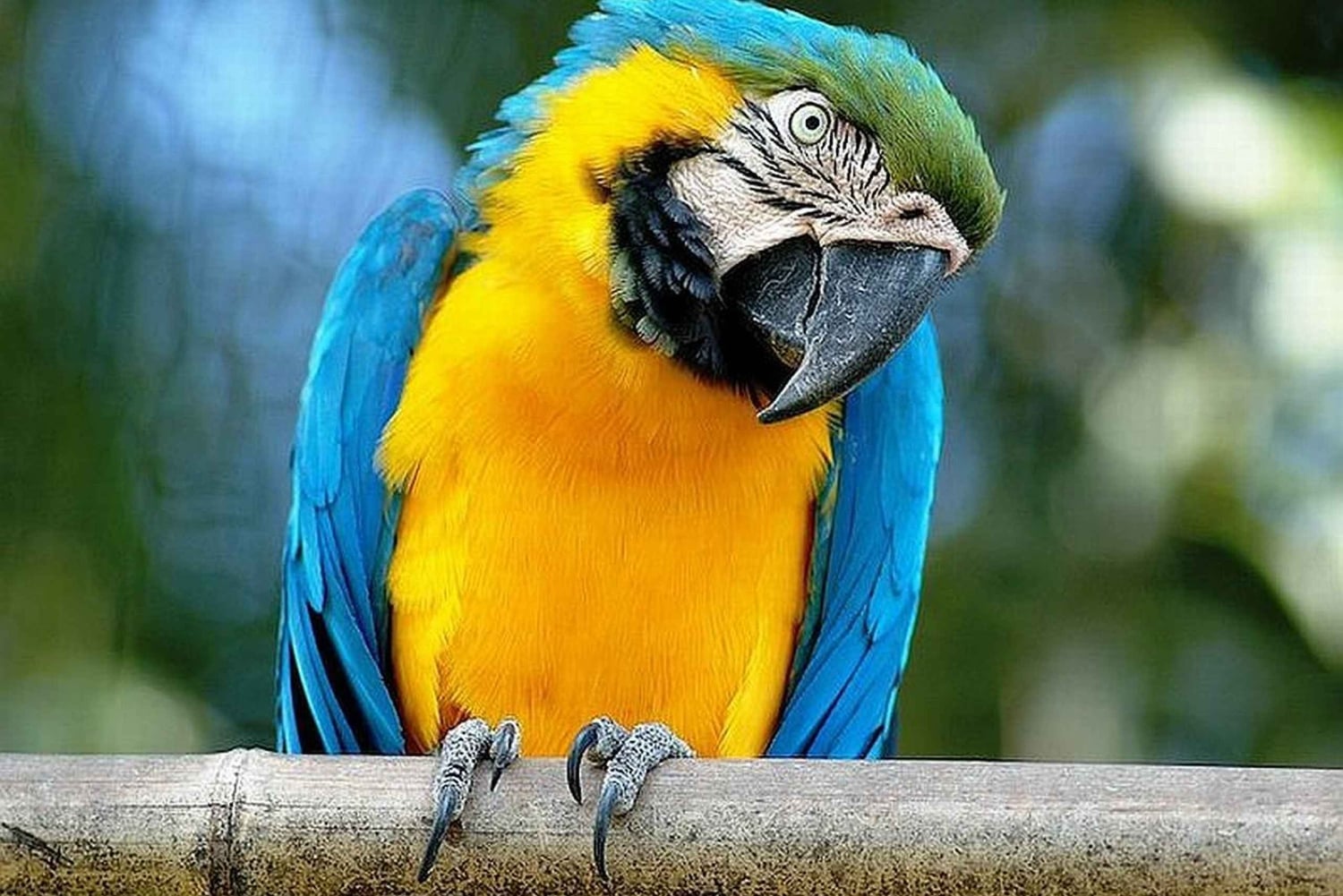 Roma: ingresso para o Jardim Zoológico Bioparco di Roma