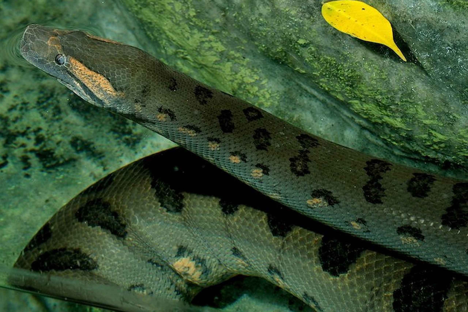 Roma: ingresso para o Jardim Zoológico Bioparco di Roma