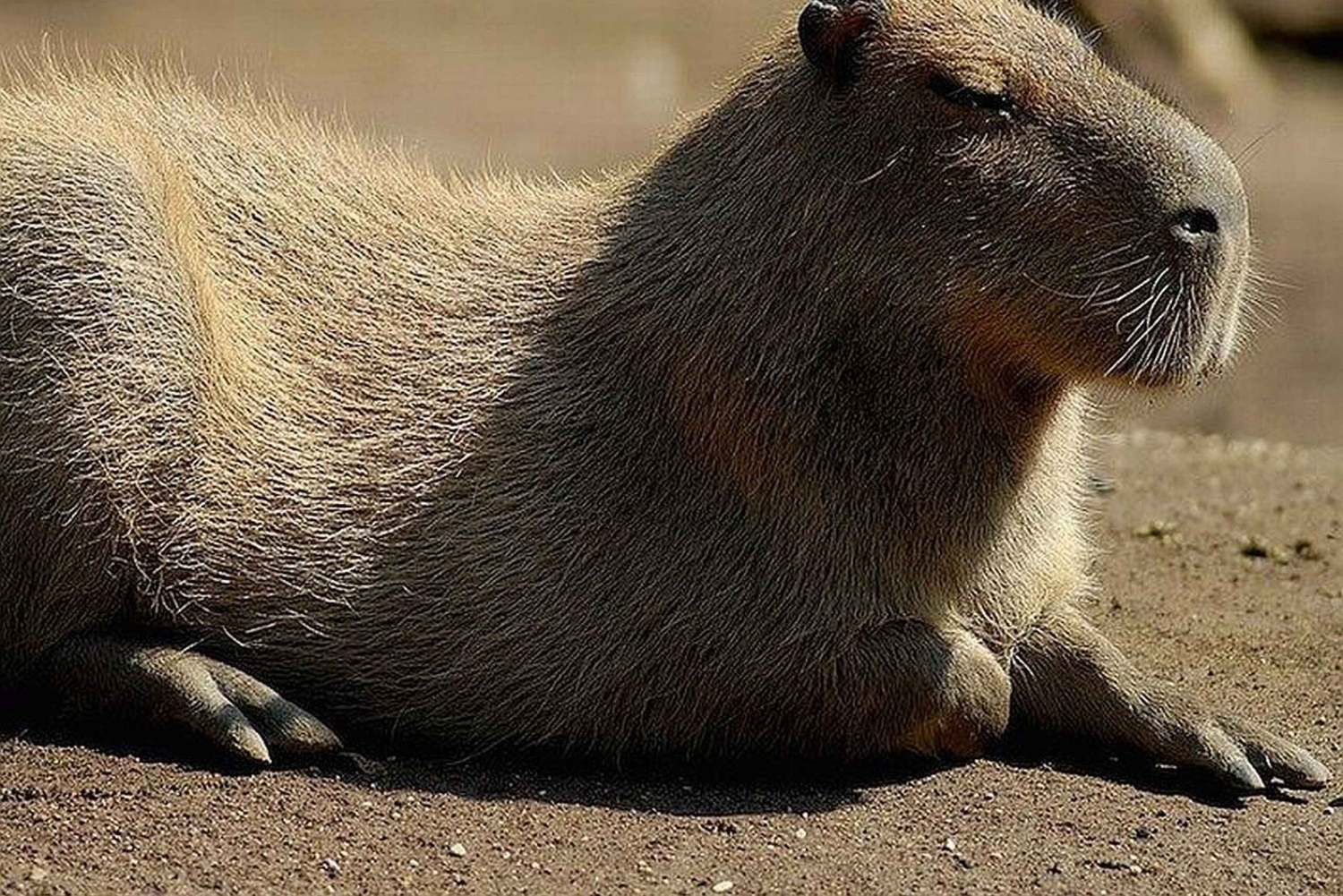 Roma: ingresso para o Jardim Zoológico Bioparco di Roma