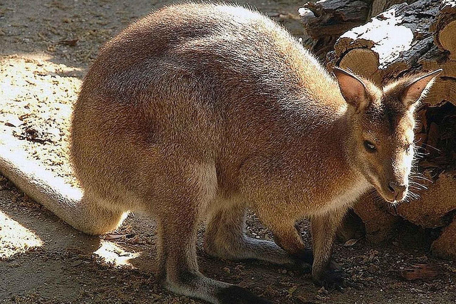 Rom: Adgangsbillet til Bioparco di Roma Zoologisk Have