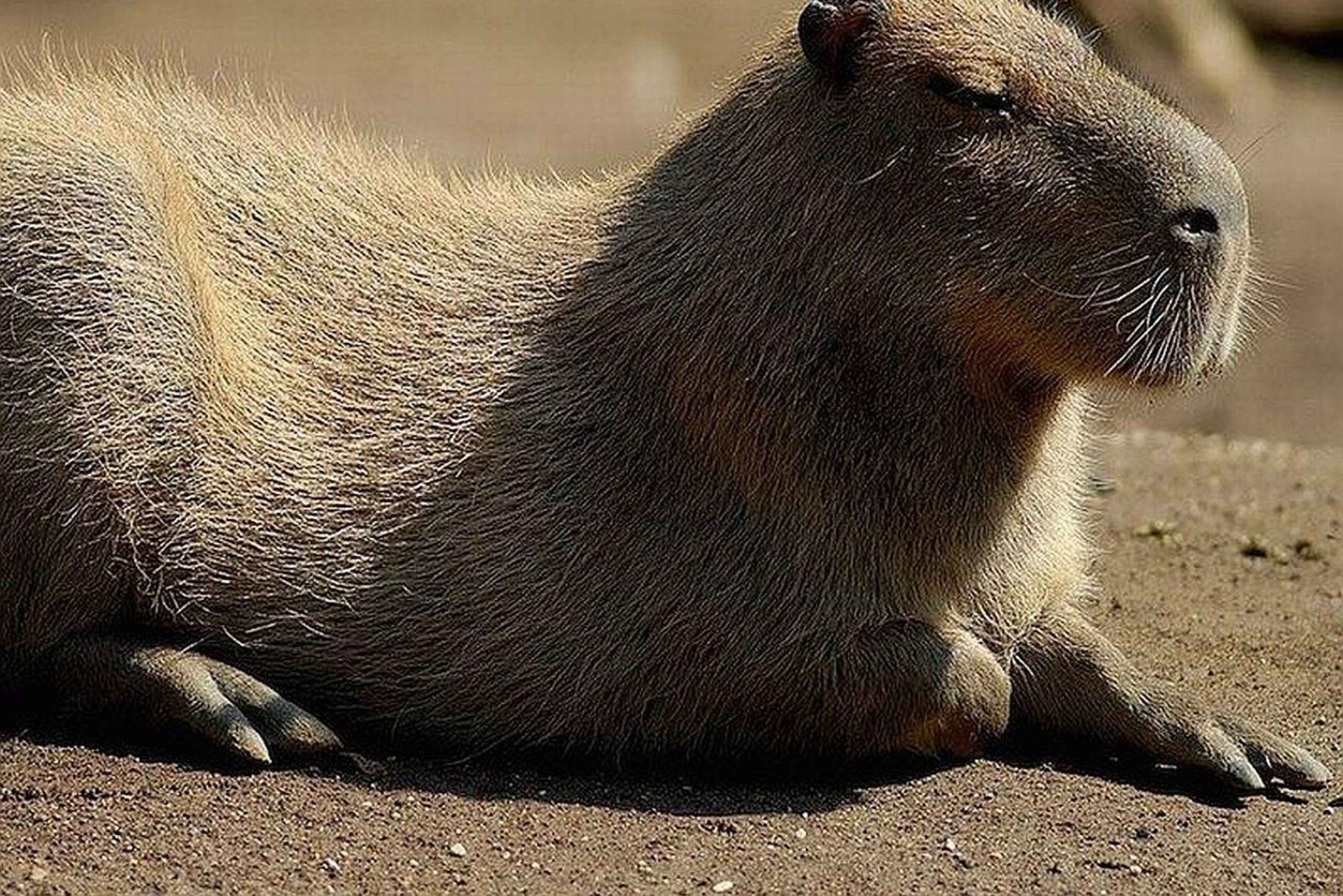 Rom: Adgangsbillet til Bioparco di Roma Zoologisk Have