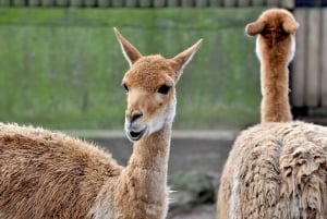 Rom: Bioparco di Roma Zoologisk trädgård inträdesbiljett