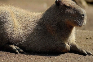 Roma: ingresso para o Jardim Zoológico Bioparco di Roma