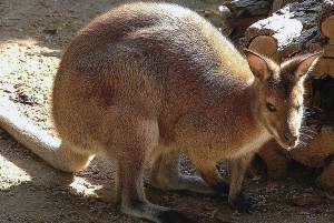 Rom: Adgangsbillet til Bioparco di Roma Zoologisk Have