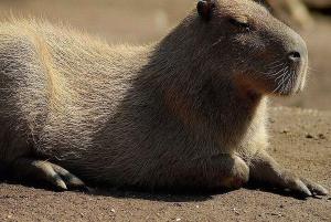 Rom: Adgangsbillet til Bioparco di Roma Zoologisk Have