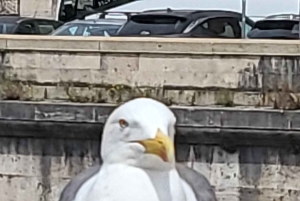 Rome: City Walking Tour with German Guide