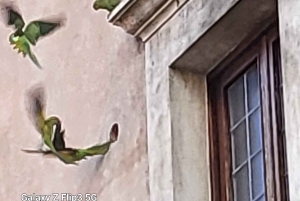 Rome: City Walking Tour with German Guide