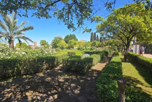 Roma: Colosseum Express med valgfri tur til Forum Romanum