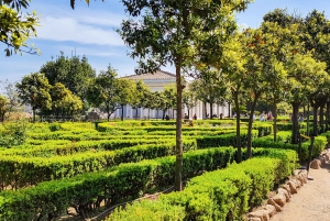 Roma: Tour del Colosseo, del Foro Romano e del Palatino