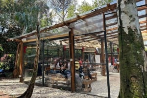 Rome: Combo Pizza en Pasta Kookles met Wijn