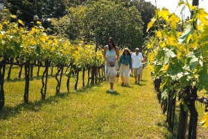 Rome Countryside: Wine Tasting Tour with Private Driver