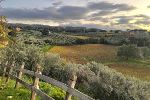 Rome Countryside: Wine Tasting Tour with Private Driver