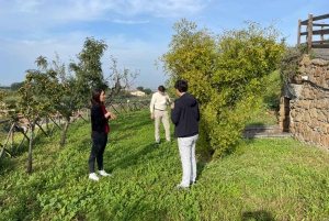 Rome Countryside: Wine Tasting Tour with Private Driver