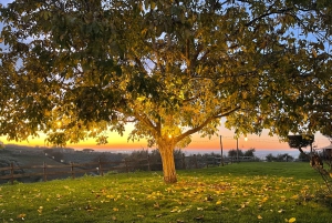 Rome Countryside: Wine Tasting Tour with Private Driver