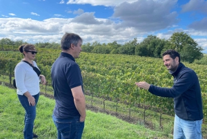 Rome Countryside: Wine Tasting Tour with Private Driver