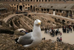 Colosseumin maanalainen ja antiikin Rooman opastettu kierros