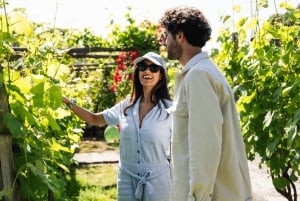 Roma: Tour di Pompei con vino e pranzo in treno ad alta velocità