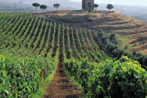 Roma: Privat vinsmaking i Castelli Romani